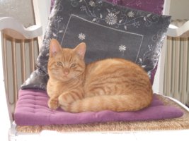 Kater Pluis vermist