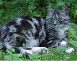 Kater Poema vermist in De Heurne