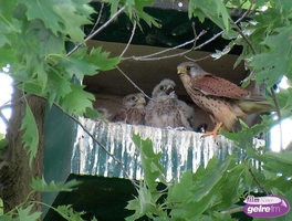 Ingezonden foto: nest met jonge torenvalken