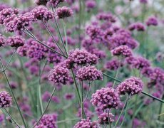 Eerste tuin inspiratie dagen groot succes