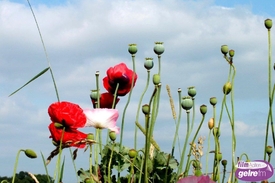 Nieuws uit de natuur in Winterswijk en omgeving.