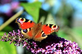 De natuur op z'n mooist