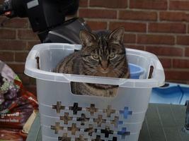 Kater Stumpertje vermist