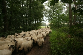 Stichting Landschapskudde voor behoud schaapskudde