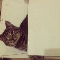 Poes Freek vermist in Aalten