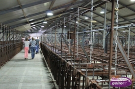 Open dag varkensstallen Maatschap Van de Wolfshaar in Lintelo