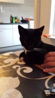 Kater vermist in Aalten