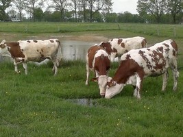 5 oktober Boerderijmarkt met Oldtimertreffen