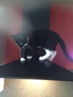 Poes vermist in Aalten