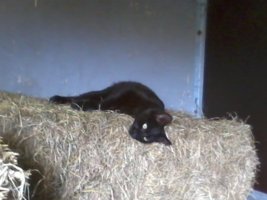 Kater Ties vermist in Ijzerlo