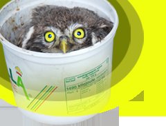 Veilige drinkbak voor steenuiltjes