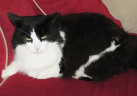 Poes vermist in Aalten