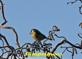 Vogeltelling in Aalten