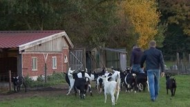 De geit is gouden handel voor boeren in de Achterhoek