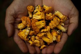 Paddo's groeien gewoon in het bos bij jou om de hoek