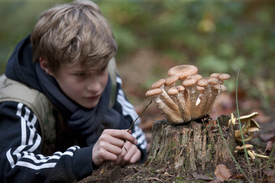 Oerrr paddestoelen zoeken in het Loohuis Aalten