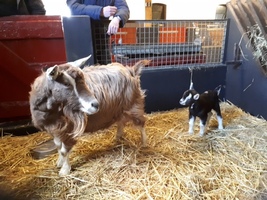 Jonge geiten geboren bij kinderboerderij De Ahof