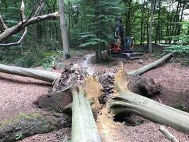 Idyllische beuken op de Haart vallen om