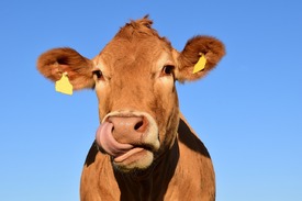 Boer weggezet als fraudeur: 'Er klopt helemaal niets van'